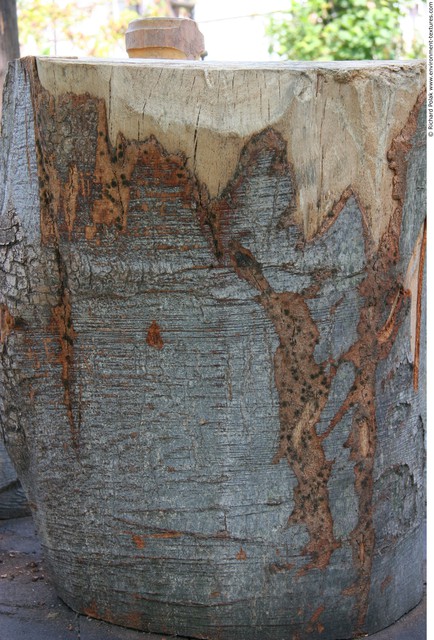 Tree Bark