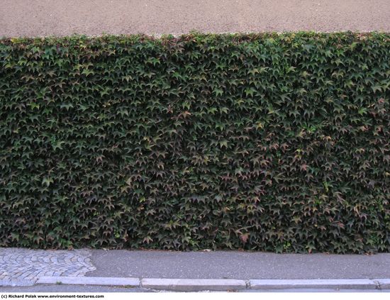 Hedges