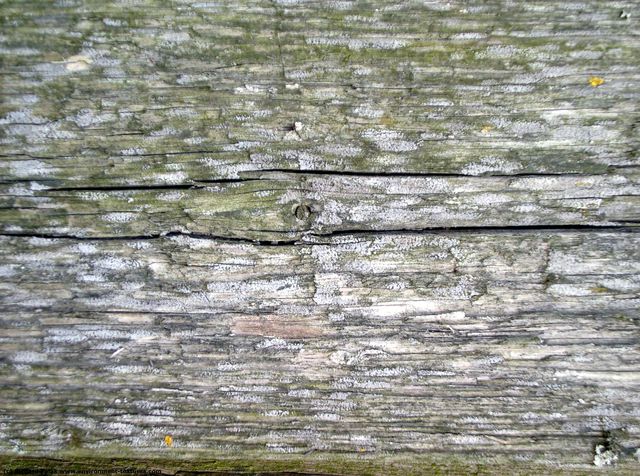 Rough Wood