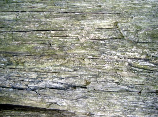 Rough Wood