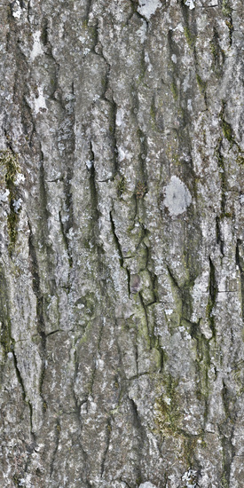 Seamless Tree Bark