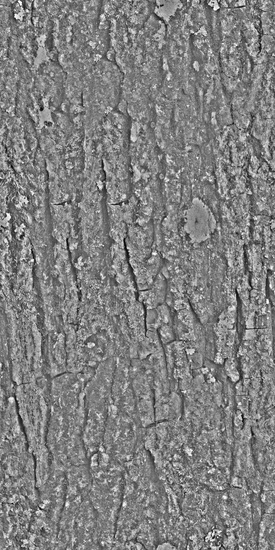 Seamless Tree Bark