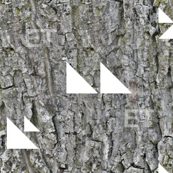 Seamless Tree Bark