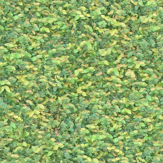 Seamless Grass