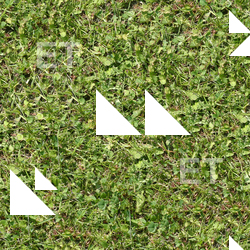 Seamless Grass