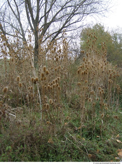 Natures Autumn