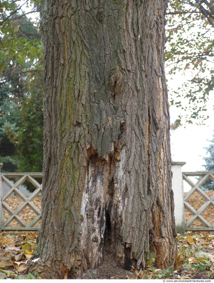 Tree Bark