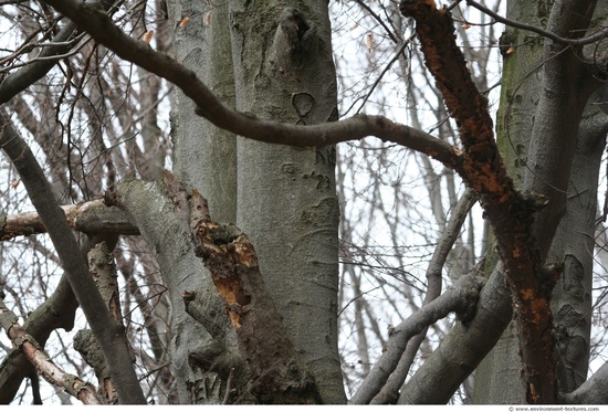 Tree Bark