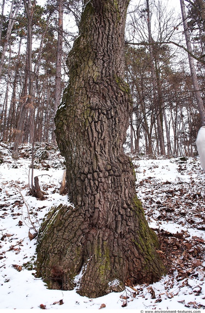 Tree Bark