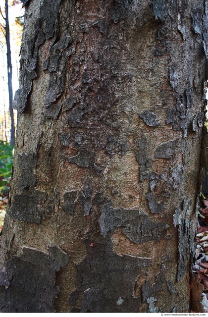 Tree Bark