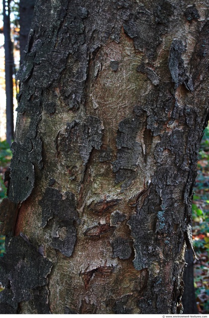 Tree Bark