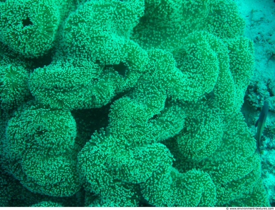 Corals