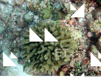 Corals