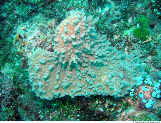 Corals