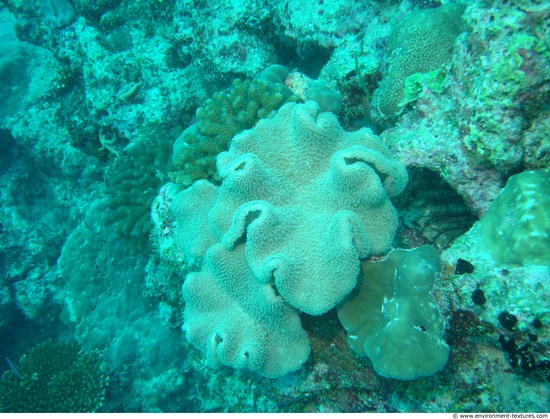 Corals