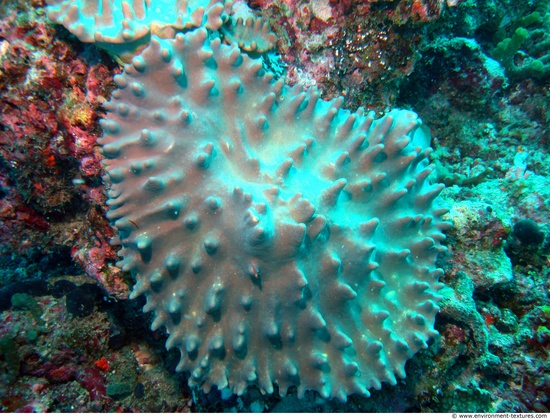 Corals