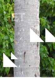 Tree Bark