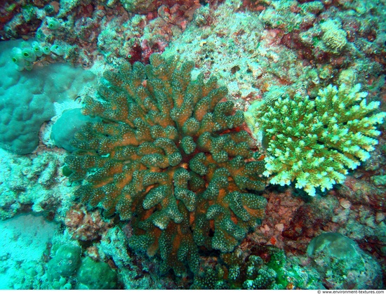 Corals