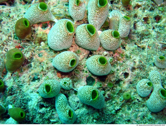 Corals