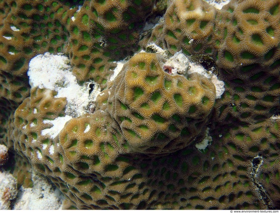 Corals