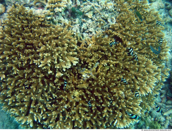 Corals