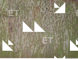 Walls Plaster Damaged