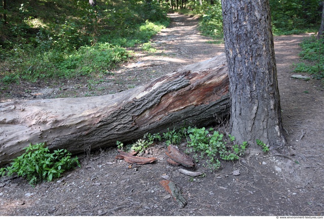 Tree Bark