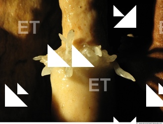 photo texture of background cave