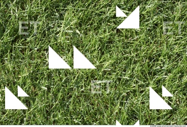 Photo Texture of Grass