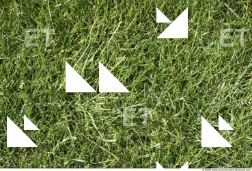 Photo Texture of Grass