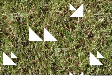 Photo Texture of Grass