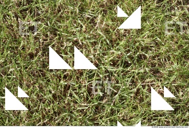 Photo Texture of Grass