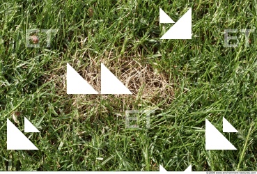 Photo Texture of Grass