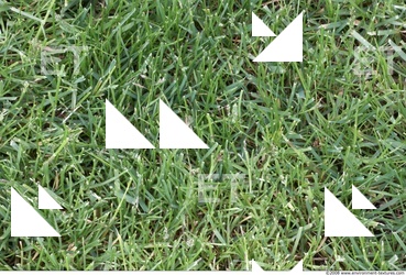 Photo Texture of Grass