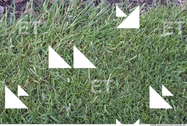 Photo Texture of Grass