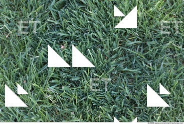 Photo Texture of Grass