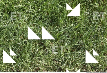 Photo Texture of Grass