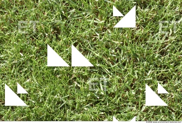 Photo Texture of Grass