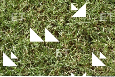 Photo Texture of Grass