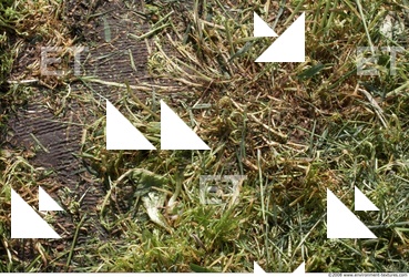 Photo Texture of Grass