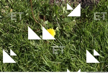 Photo Texture of Grass