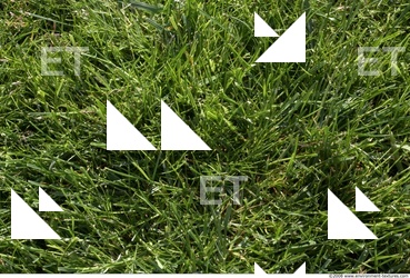 Photo Texture of Grass