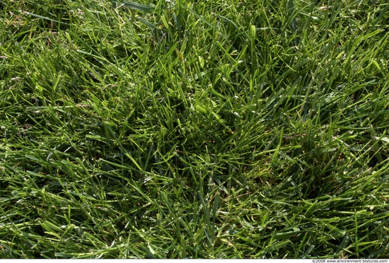 Grass