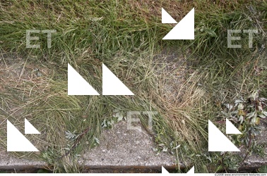 Photo Texture of Grass Tall