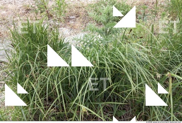 Photo Texture of Grass Tall