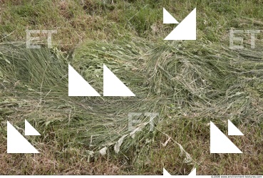 Photo Texture of Grass Tall