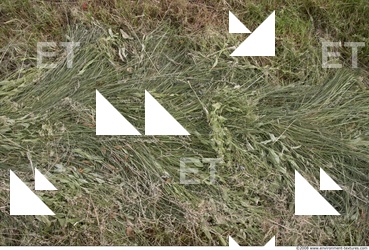 Photo Texture of Grass Tall