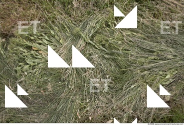 Photo Texture of Grass Tall