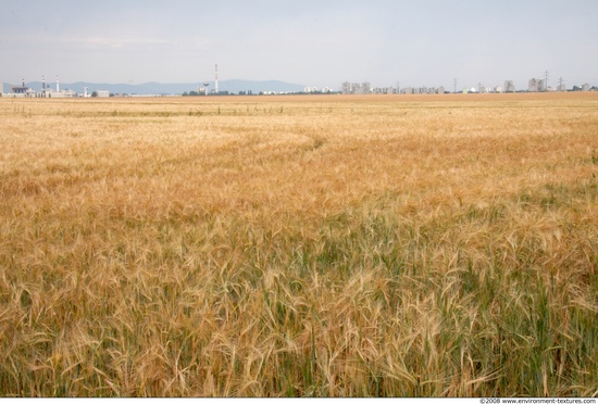 Plant Fields