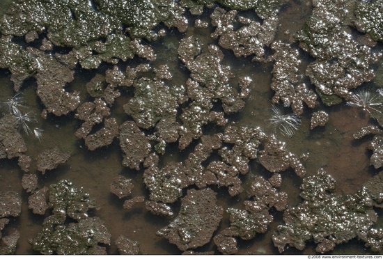 Waterplants